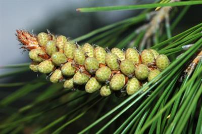   Pinus brutia